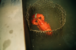 Harraseeket Lunch and Lobster